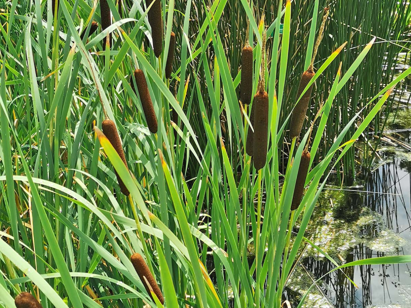 Preview: Rohrkolben_breitblättrig